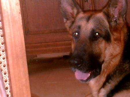 sa s est mon chien