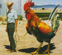 et sa fais cher le poulet bonjour le four alalalalalalaala