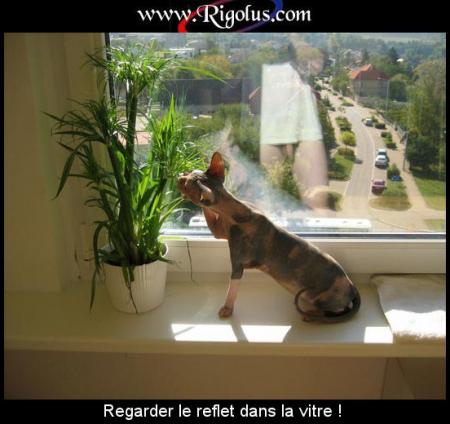 regaede bien